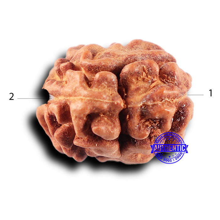 2 Mukhi Rudraksha from Indonesia - Bead No. 227
