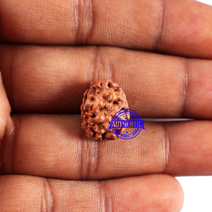 2 Mukhi Rudraksha from Indonesia - Bead No. 227