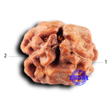 Load image into Gallery viewer, 2 Mukhi Rudraksha from Indonesia - Bead No. 230
