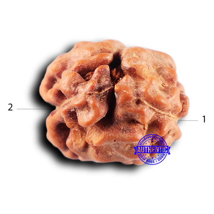 2 Mukhi Rudraksha from Indonesia - Bead No. 230