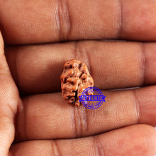 Load image into Gallery viewer, 2 Mukhi Rudraksha from Indonesia - Bead No. 230
