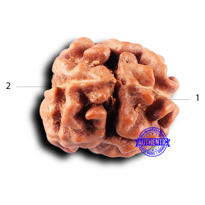 2 Mukhi Rudraksha from Indonesia - Bead No. 233
