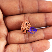 Load image into Gallery viewer, 2 Mukhi Rudraksha from Indonesia - Bead No. 233
