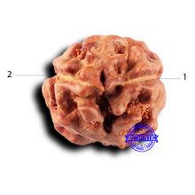 Load image into Gallery viewer, 2 Mukhi Rudraksha from Indonesia - Bead No. 234
