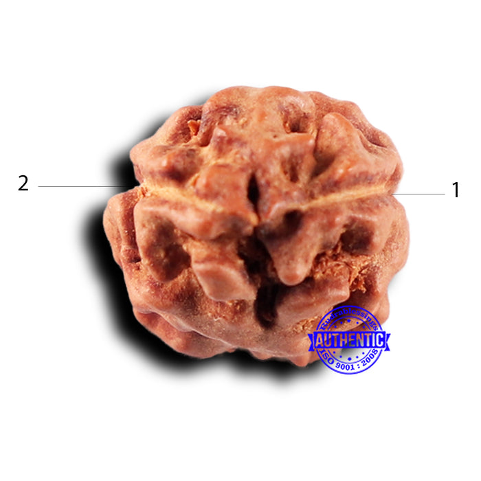 2 Mukhi Rudraksha from Indonesia - Bead No. 234