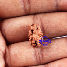 Load image into Gallery viewer, 2 Mukhi Rudraksha from Indonesia - Bead No. 234
