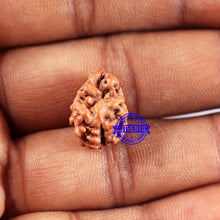 Load image into Gallery viewer, 2 Mukhi Rudraksha from Indonesia - Bead No. 235
