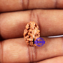 Load image into Gallery viewer, 2 Mukhi Rudraksha from Indonesia - Bead No. 239
