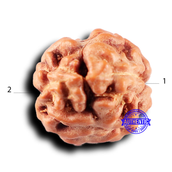 2 Mukhi Rudraksha from Indonesia - Bead No. 240