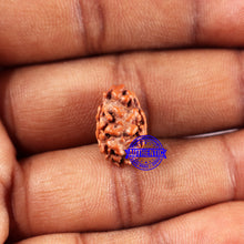 Load image into Gallery viewer, 2 Mukhi Rudraksha from Indonesia - Bead No. 240
