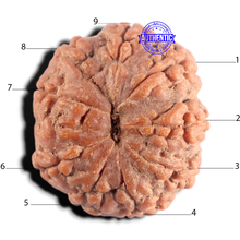 Load image into Gallery viewer, 9 Mukhi Rudraksha from Indonesia - Bead No. 2
