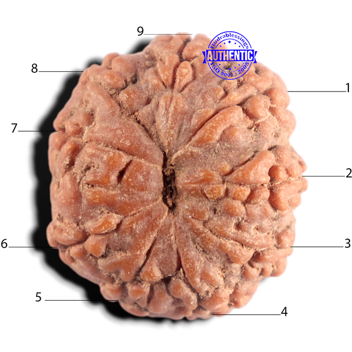 9 Mukhi Rudraksha from Indonesia - Bead No. 2