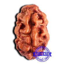 Load image into Gallery viewer, 2 Mukhi Rudraksha from Indonesia - Bead No. 191
