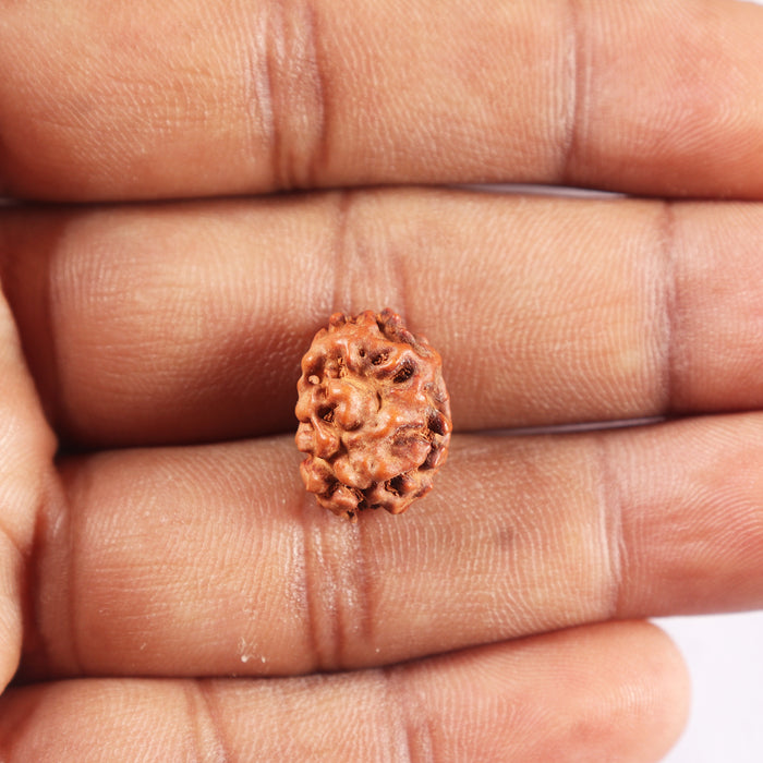 2 Mukhi Rudraksha from Indonesia - Bead No. 243