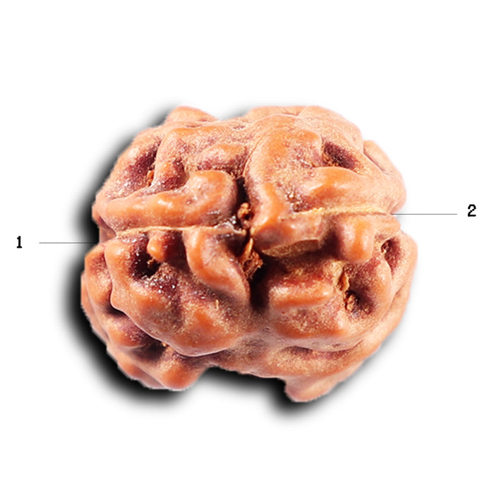 2 Mukhi Rudraksha from Indonesia - Bead No. 244
