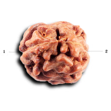 Load image into Gallery viewer, 2 Mukhi Rudraksha from Indonesia - Bead No. 245
