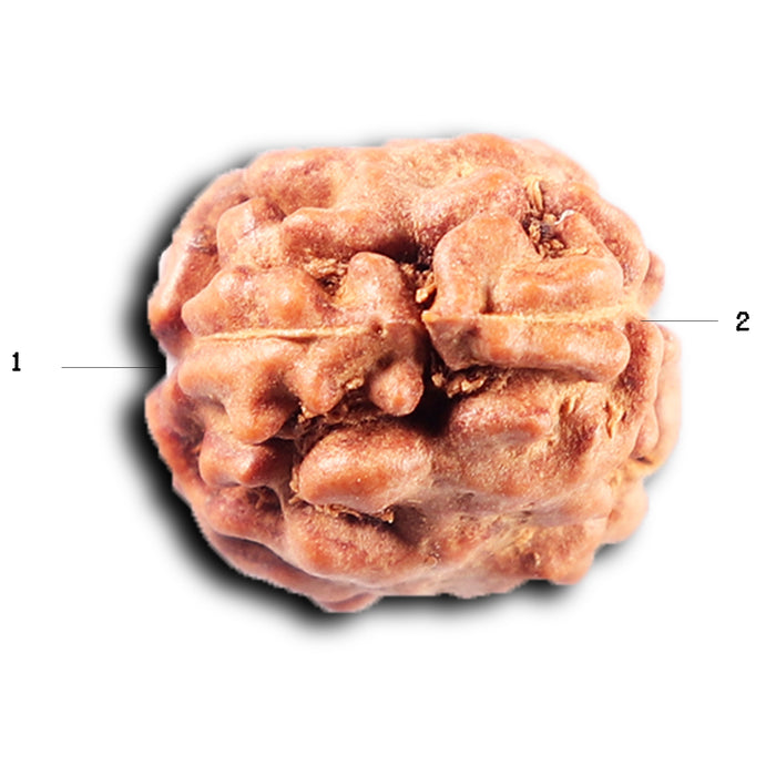 2 Mukhi Rudraksha from Indonesia - Bead No. 262
