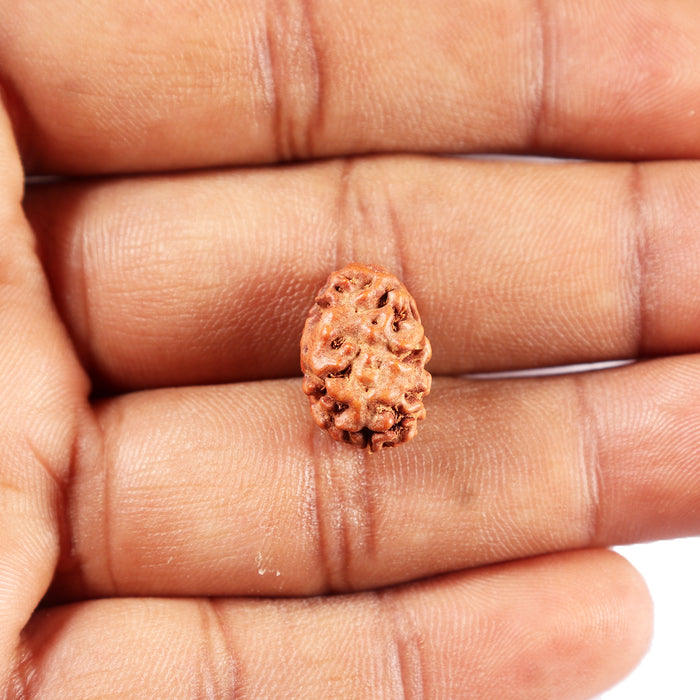 2 Mukhi Rudraksha from Indonesia - Bead No. 262