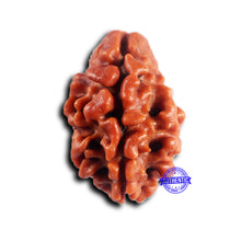 Load image into Gallery viewer, 2 Mukhi Rudraksha from Nepal - Bead No. 186
