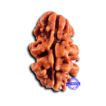 Load image into Gallery viewer, 2 Mukhi Rudraksha from Nepal - Bead No. 187
