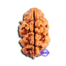 Load image into Gallery viewer, 2 Mukhi Rudraksha from Nepal - Bead No. 188
