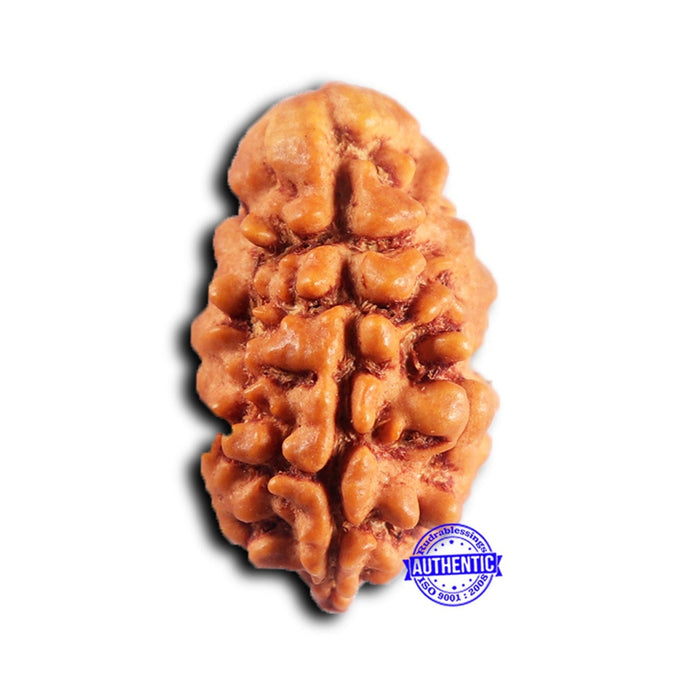 2 Mukhi Rudraksha from Nepal - Bead No. 189