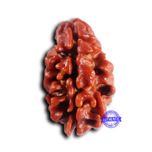 Load image into Gallery viewer, 2 Mukhi Rudraksha from Nepal - Bead No. 191

