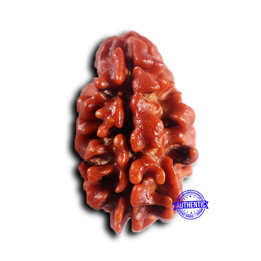 2 Mukhi Rudraksha from Nepal - Bead No. 191