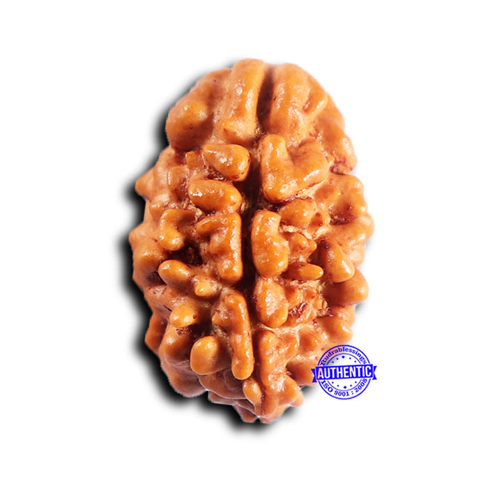 2 Mukhi Rudraksha from Nepal - Bead No. 192