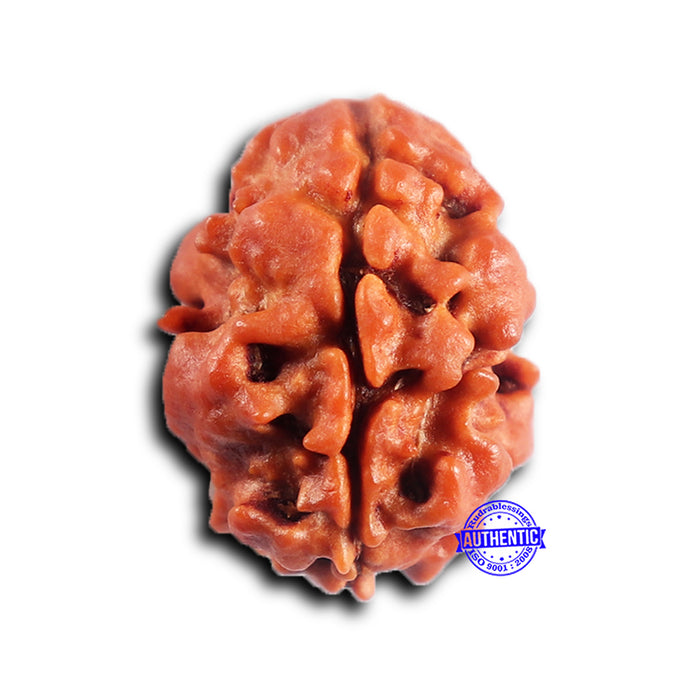 2 Mukhi Rudraksha from Nepal - Bead No. 193
