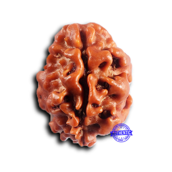 2 Mukhi Rudraksha from Nepal - Bead No. 194