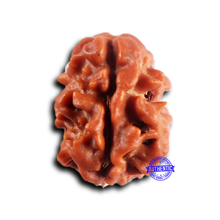 2 Mukhi Rudraksha from Nepal - Bead No. 196