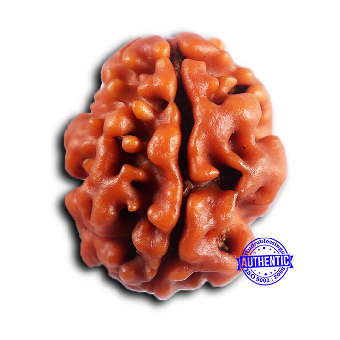 2 Mukhi Rudraksha from Nepal - Bead No. 197