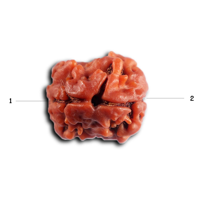 2 Mukhi Rudraksha from Nepal - Bead No. 198