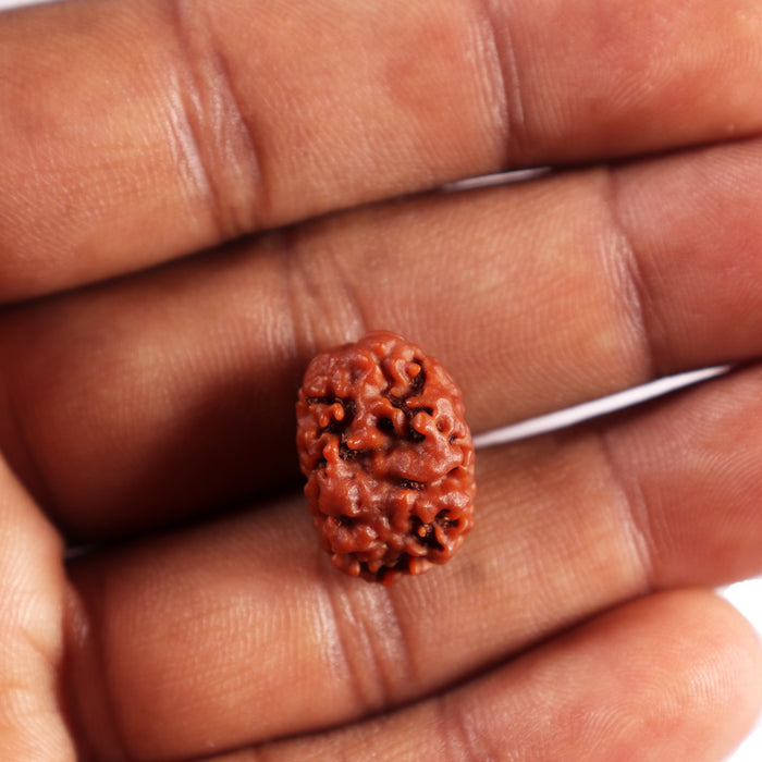 2 Mukhi Rudraksha from Nepal - Bead No. 198