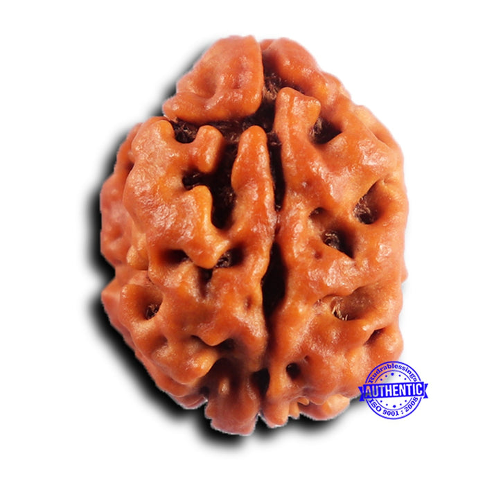 2 Mukhi Rudraksha from Nepal - Bead No. 199