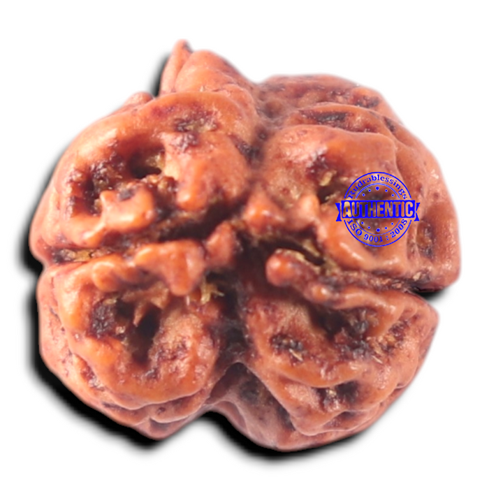 2 Mukhi Rudraksha from Nepal - Bead No. 157