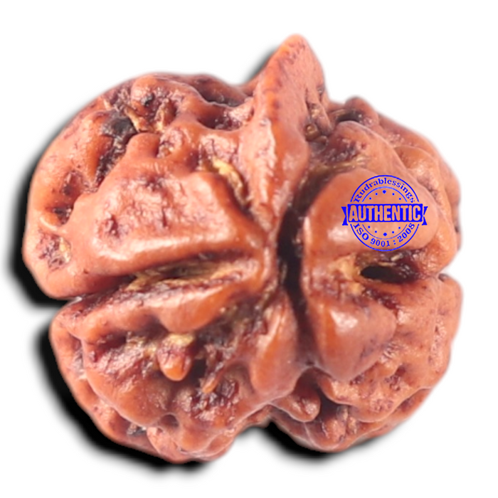 2 Mukhi Rudraksha from Nepal - Bead No. 157