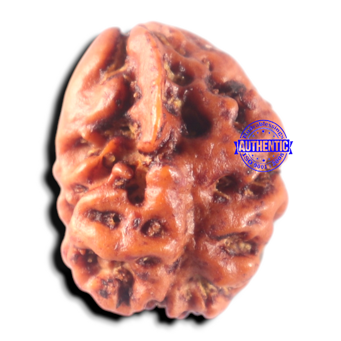 2 Mukhi Rudraksha from Nepal - Bead No. 157