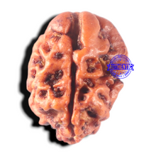Load image into Gallery viewer, 2 Mukhi Rudraksha from Nepal - Bead No. 157
