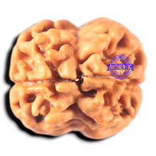 Load image into Gallery viewer, 2 Mukhi Rudraksha from Nepal - Bead No. 158
