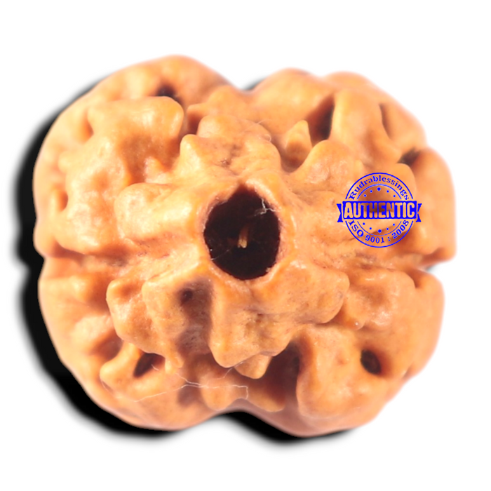 2 Mukhi Rudraksha from Nepal - Bead No. 158