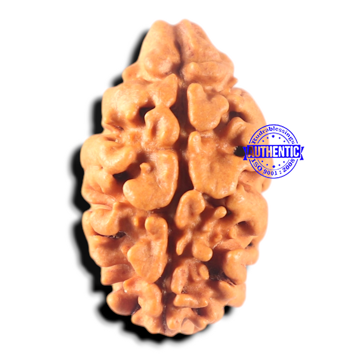 2 Mukhi Rudraksha from Nepal - Bead No. 158