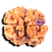 Load image into Gallery viewer, 2 Mukhi Rudraksha from Nepal - Bead No. 160
