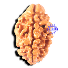 Load image into Gallery viewer, 2 Mukhi Rudraksha from Nepal - Bead No. 160
