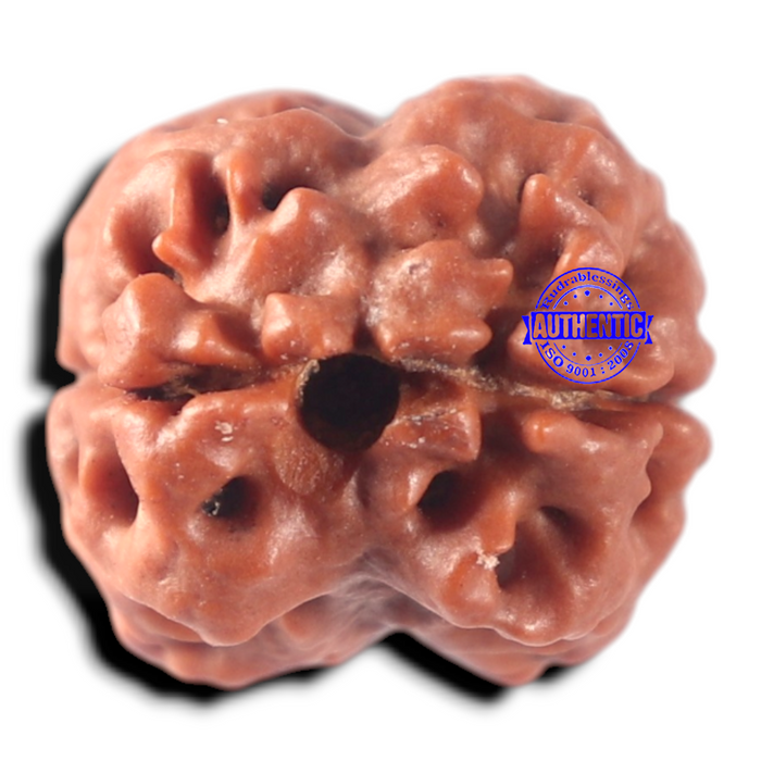 2 Mukhi Rudraksha from Nepal - Bead No. 181
