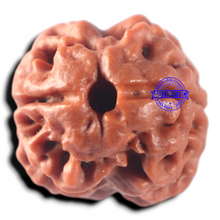 Load image into Gallery viewer, 2 Mukhi Rudraksha from Nepal - Bead No. 181
