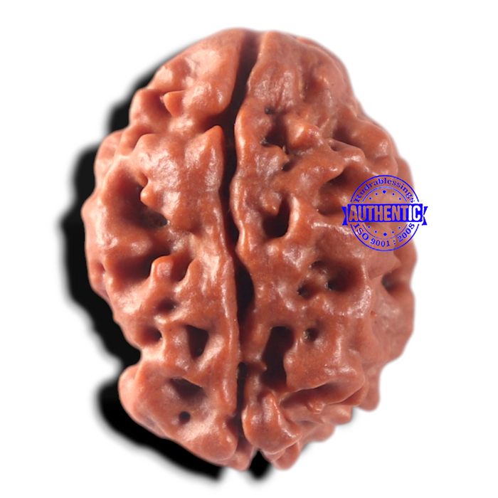 2 Mukhi Rudraksha from Nepal - Bead No. 181