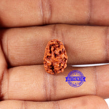 Load image into Gallery viewer, 2 Mukhi Rudraksha from Indonesia - Bead No. 183
