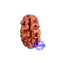 Load image into Gallery viewer, 2 Mukhi Rudraksha from Indonesia - Bead No. 185
